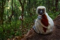 Madagascar endemic wildlife. Africa nature. Coquerel\'s sifaka, Propithecus coquereli, Ankarafantsika NP.