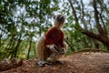 Madagascar endemic wildlife. Coquerel\'s sifaka, Ankarafantsika NP. Monkey in habitat. Wild