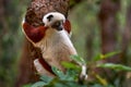 Madagascar endemic wildlife. Africa nature. Coquerel\'s sifaka, Ankarafantsika NP. Monkey in habitat. Wild