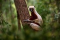 Madagascar endemic wildlife. Africa nature. Coquerel\'s sifaka, Propithecus coquereli, Ankarafantsika NP.