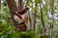 Madagascar endemic wildlife. Africa nature. Coquerel\'s sifaka, Ankarafantsika NP. Monkey in habitat. Wild