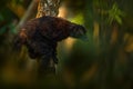 Madagascar forest animal. Black lemur, Eulemur macaco, face detail portrait with yellow eye. Park Nosy be Island in Madagascar. Royalty Free Stock Photo