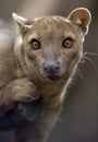 Madagascar fossa hunting cat, africa leopard lion Royalty Free Stock Photo