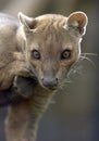 Madagascar fossa hunting cat, africa leopard lion Royalty Free Stock Photo