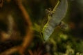 Madagascar gecko on glass in a terrarium