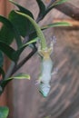 madagascar gecko on a glass window