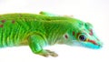 Gecko head close-up on a white background.