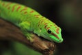 Madagascar giant day gecko Royalty Free Stock Photo