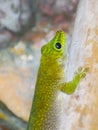 Madagascar giant day gecko is on a bamboo