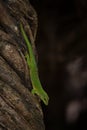 Madagascar giant day gecko, phelsuma grandis Royalty Free Stock Photo