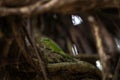 Madagascar giant day gecko, phelsuma grandis Royalty Free Stock Photo