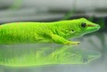 Madagascar giant day gecko Phelsuma grandis