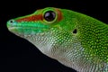 Madagascar giant daygecko