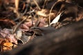 Madagascar girdled lizard, madagascar plated lizard, zonosaurus madagascariensis