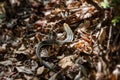 Madagascar girdled lizard or Madagascar plated lizard - Zonosaurus madagascariensis, Tsingy De Bemaraha, Madagascar wildlife