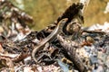 Madagascar girdled lizard or Madagascar plated lizard - Zonosaurus madagascariensis, Tsingy De Bemaraha, Madagascar wildlife