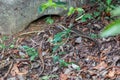 Madagascar girdled lizard or Madagascar plated lizard - Zonosaurus madagascariensis, Tsingy De Bemaraha, Madagascar wildlife