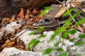 Madagascar girdled lizard or Madagascar plated lizard - Zonosaurus madagascariensis, Tsingy De Bemaraha, Madagascar wildlife