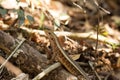 Madagascar girdled lizard, Zonosaurus madagascariensis lives on earth, reservations Tsingy, Ankarana, Madagascar