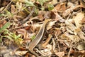 Madagascar girdled lizard, Zonosaurus madagascariensis lives on earth, reservations Tsingy, Ankarana, Madagascar Royalty Free Stock Photo