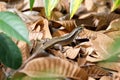 Madagascar girdled lizard Zonosaurus madagascariensis