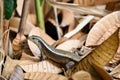 Madagascar girdled lizard Zonosaurus madagascariensis