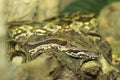 Madagascar ground boa Royalty Free Stock Photo