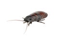 Madagascar hissing cockroach