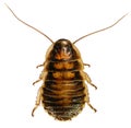 Madagascar hissing cockroach Royalty Free Stock Photo