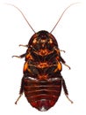 Madagascar hissing cockroach Royalty Free Stock Photo