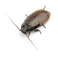 Madagascar Hissing Cockroach, Gromphadorhina Royalty Free Stock Photo