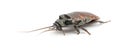 Madagascar Hissing Cockroach, Gromphadorhina