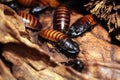 Madagascar hissing cockroach (Gromphadorhina portentosa) Royalty Free Stock Photo