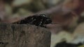 Madagascar hissing cockroach - Gromphadorhina portentosa