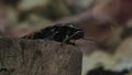 Madagascar hissing cockroach - Gromphadorhina portentosa