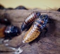 Madagascar Hissing Cockroach Or Gromphadorhina Portentosa