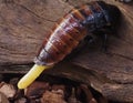 Madagascar Hissing Cockroach Or Gromphadorhina Portentosa