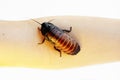 Madagascar hissing cockroach Gromphadorhina portentosa on hand on a white background. Royalty Free Stock Photo