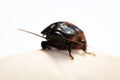 Madagascar hissing cockroach Gromphadorhina portentosa on hand on a white background. Royalty Free Stock Photo