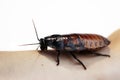 Madagascar hissing cockroach Gromphadorhina portentosa on hand on a white background. Royalty Free Stock Photo