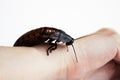 Madagascar hissing cockroach Gromphadorhina portentosa on hand on a white background. Royalty Free Stock Photo