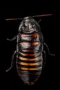 Madagascar hissing cockroach , Gromphadorhina portentosa, isolated on Black Background