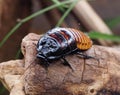 Madagascar Hissing Cockroach Or Gromphadorhina Portentosa