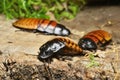 Madagascar hissing cockroach, Gromphadorhina portentosa, one of the largest species reaching 5 to 7.5 centimetres