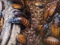 Madagascar Hissing Cockroach Or Gromphadorhina Portentosa