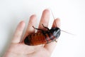 Madagascar hissing cockroach Gromphadorhina portentosa are sitting on hand of girl. Royalty Free Stock Photo