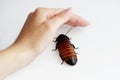 Madagascar hissing cockroach Gromphadorhina portentosa are sitting near hand of girl. Royalty Free Stock Photo