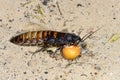Madagascar hissing cockroach, ifaty Royalty Free Stock Photo