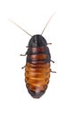 Madagascar hissing cockroach isolated. Gromphadorhina portentosa