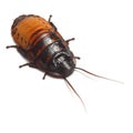 Madagascar hissing Cockroach. macro Royalty Free Stock Photo